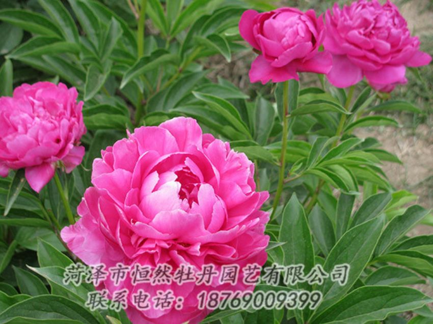 點擊查看詳細信息<br>標題：紅色芍藥 閱讀次數：1183