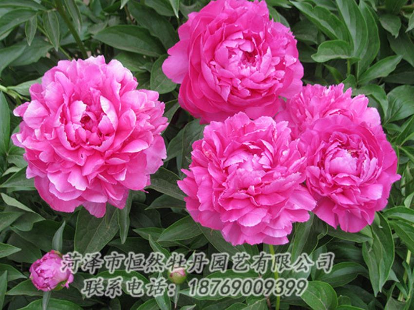 點擊查看詳細信息<br>標題：紅色芍藥 閱讀次數：1201