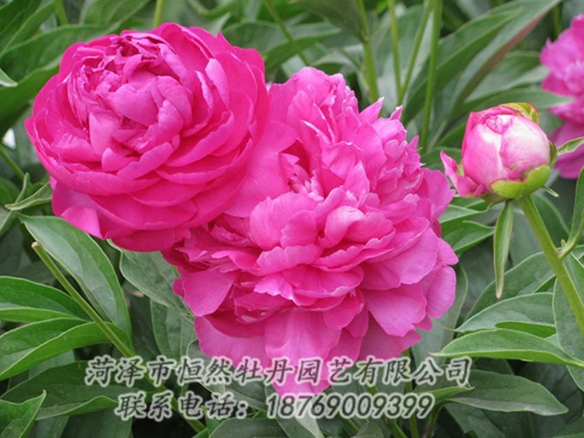 點擊查看詳細信息<br>標題：紅色芍藥 閱讀次數：1199