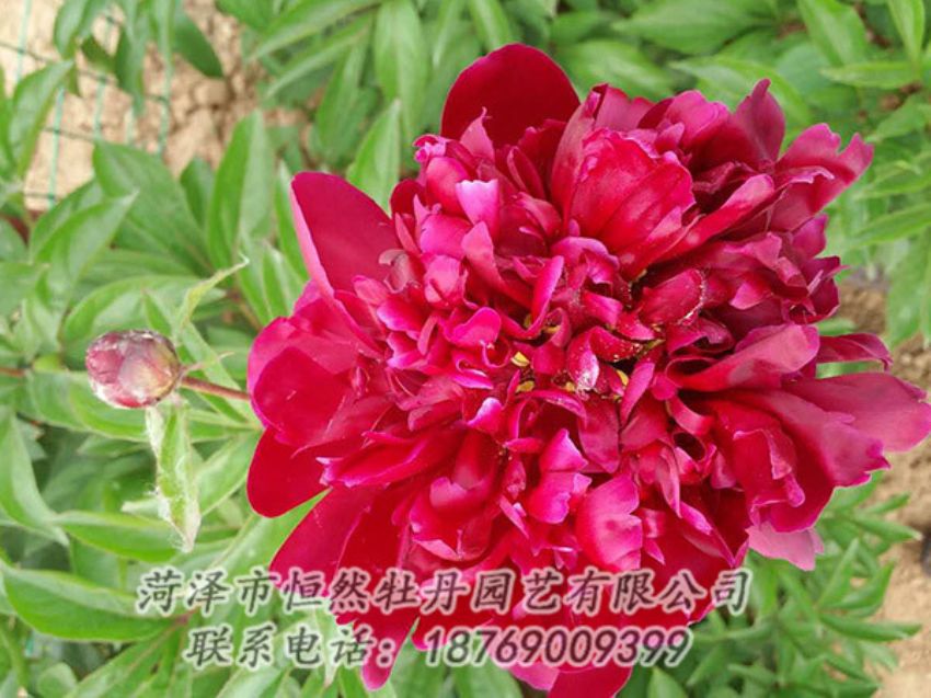 點擊查看詳細信息<br>標題：紅色芍藥 閱讀次數：1209