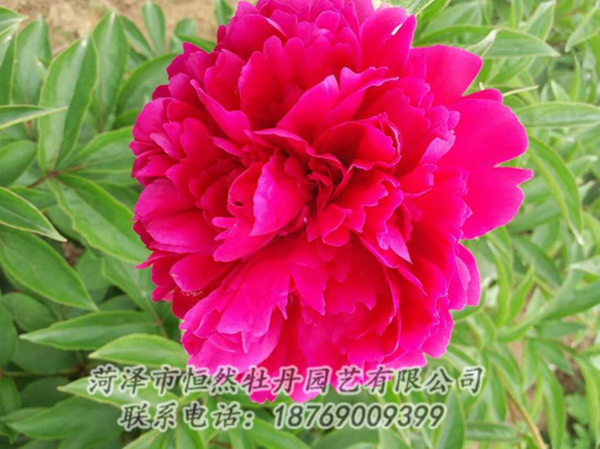 點(diǎn)擊查看詳細(xì)信息<br>標(biāo)題：紅色芍藥 閱讀次數(shù)：1282