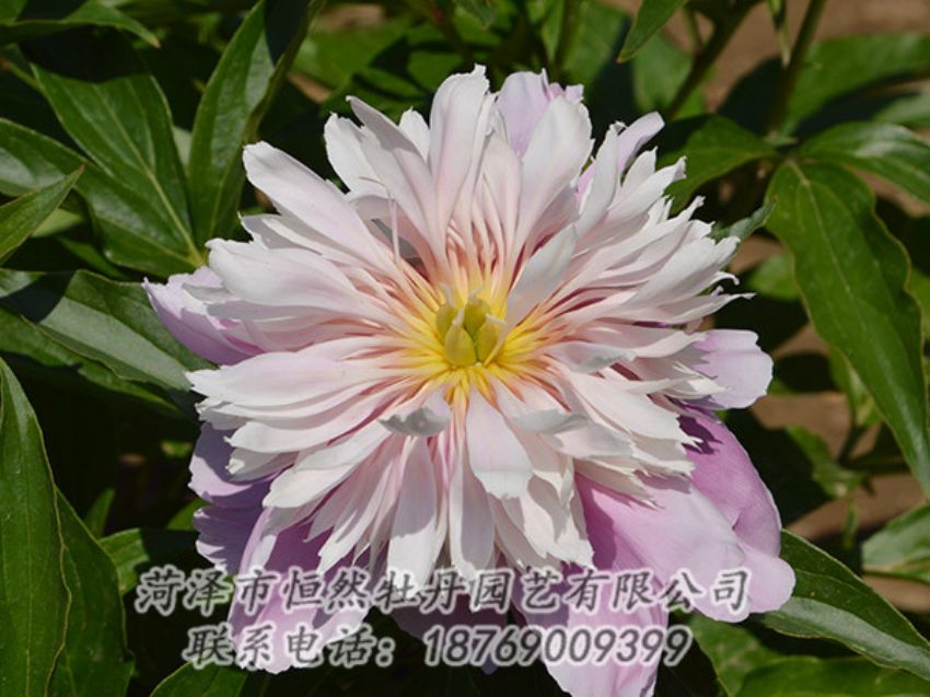 點(diǎn)擊查看詳細(xì)信息<br>標(biāo)題：粉色芍藥 閱讀次數(shù)：1336