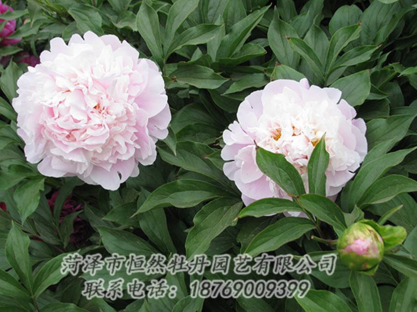 點(diǎn)擊查看詳細(xì)信息<br>標(biāo)題：粉色芍藥 閱讀次數(shù)：1227