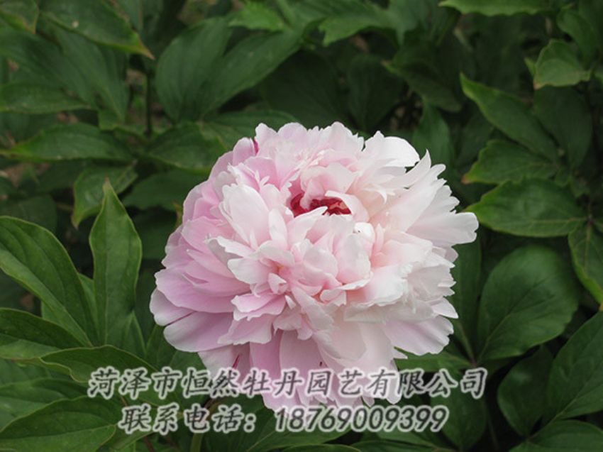 點(diǎn)擊查看詳細(xì)信息<br>標(biāo)題：粉色芍藥 閱讀次數(shù)：1179