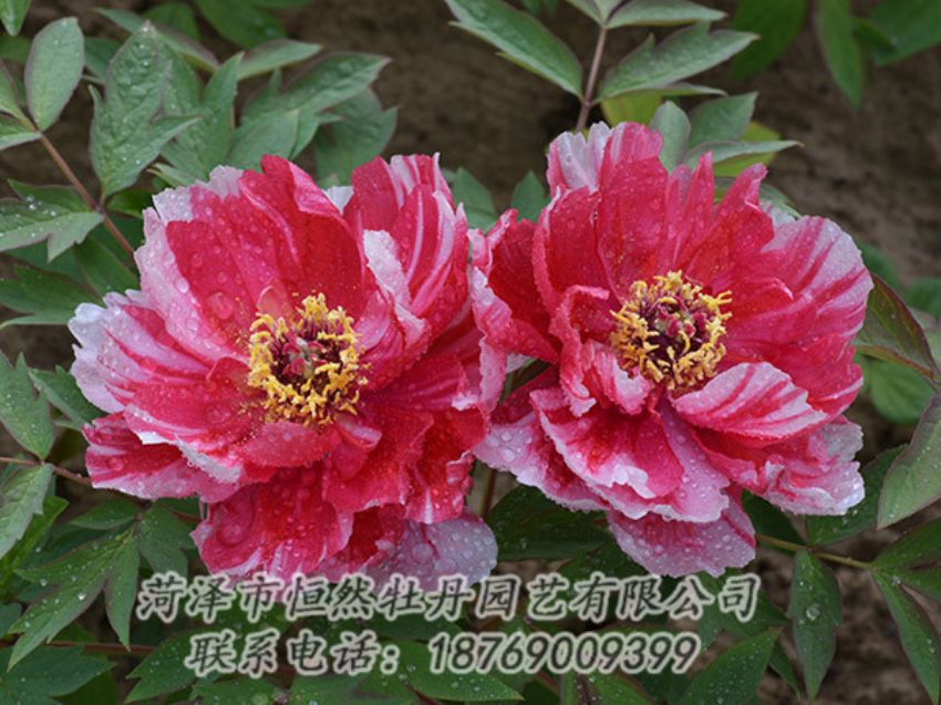 點(diǎn)擊查看詳細(xì)信息<br>標(biāo)題：復(fù)色牡丹 閱讀次數(shù)：1262