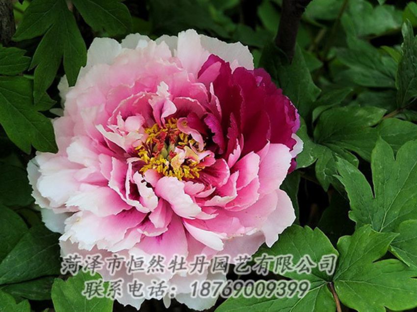 點(diǎn)擊查看詳細(xì)信息<br>標(biāo)題：復(fù)色牡丹 閱讀次數(shù)：1283