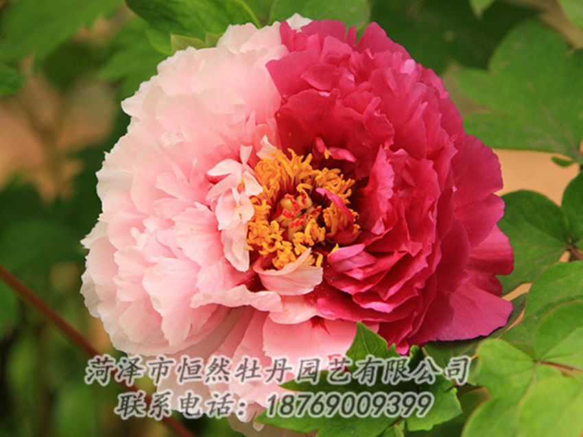 點(diǎn)擊查看詳細(xì)信息<br>標(biāo)題：復(fù)色牡丹 閱讀次數(shù)：1351