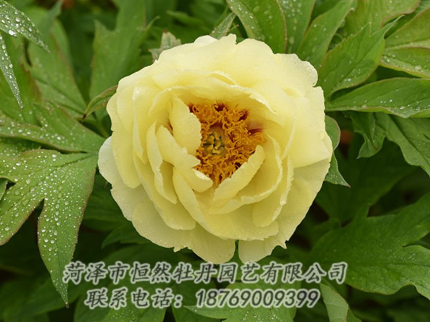 點擊查看詳細(xì)信息<br>標(biāo)題：黃色牡丹 閱讀次數(shù)：1176