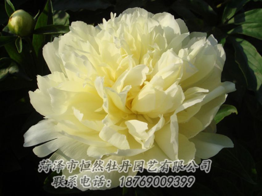 點擊查看詳細(xì)信息<br>標(biāo)題：黃色牡丹 閱讀次數(shù)：1133