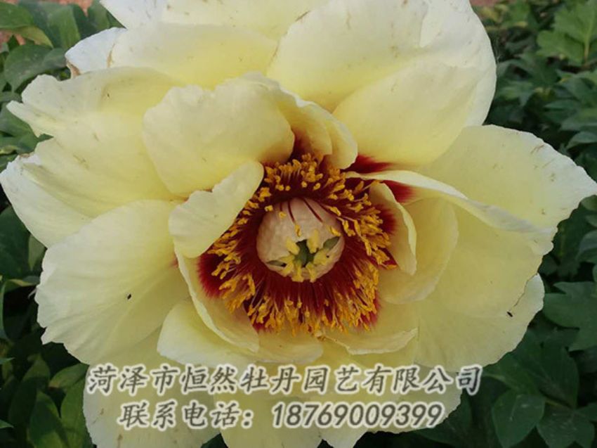 點(diǎn)擊查看詳細(xì)信息<br>標(biāo)題：黃色牡丹 閱讀次數(shù)：1233