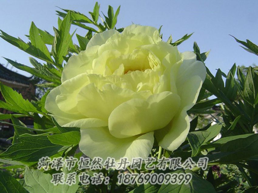 點(diǎn)擊查看詳細(xì)信息<br>標(biāo)題：黃色牡丹 閱讀次數(shù)：1189