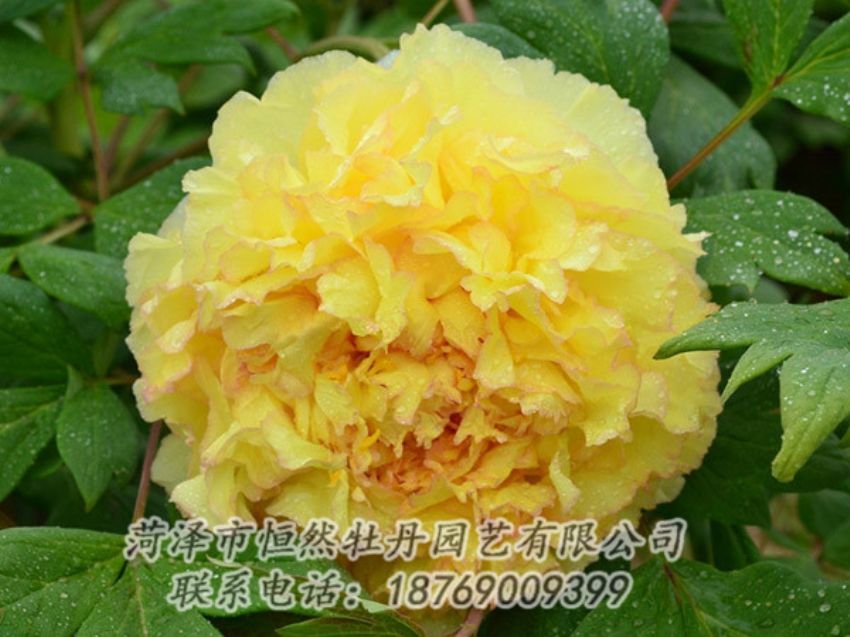 點(diǎn)擊查看詳細(xì)信息<br>標(biāo)題：黃色牡丹 閱讀次數(shù)：1215