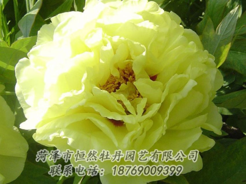 點(diǎn)擊查看詳細(xì)信息<br>標(biāo)題：黃色牡丹 閱讀次數(shù)：1185