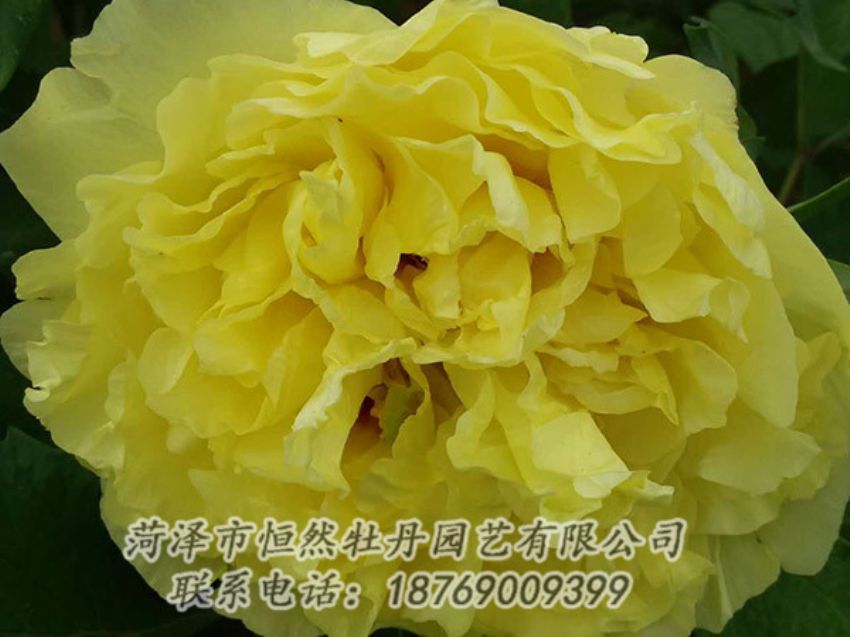 點(diǎn)擊查看詳細(xì)信息<br>標(biāo)題：黃色牡丹 閱讀次數(shù)：1125