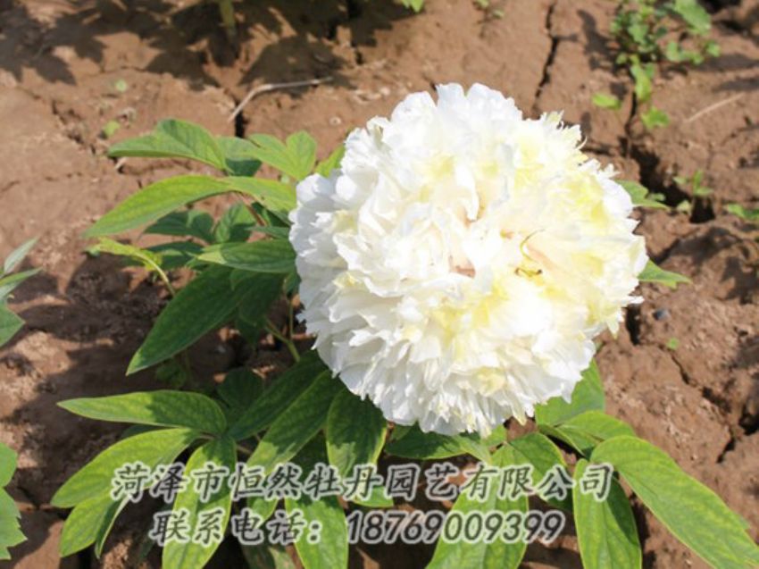 點(diǎn)擊查看詳細(xì)信息<br>標(biāo)題：白色牡丹 閱讀次數(shù)：1249