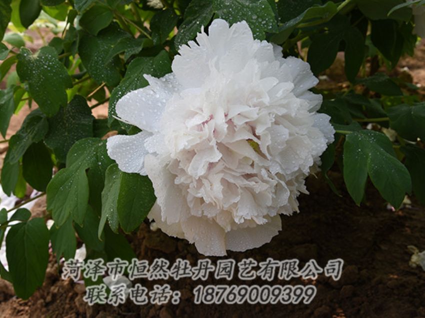 點(diǎn)擊查看詳細(xì)信息<br>標(biāo)題：白色牡丹 閱讀次數(shù)：1192