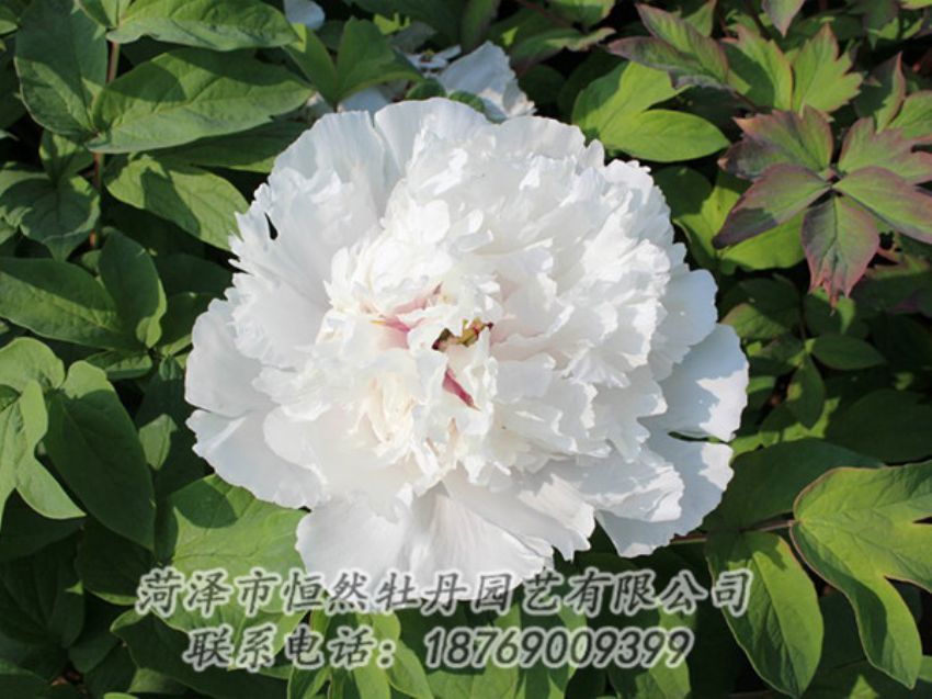 點(diǎn)擊查看詳細(xì)信息<br>標(biāo)題：白色牡丹 閱讀次數(shù)：1347