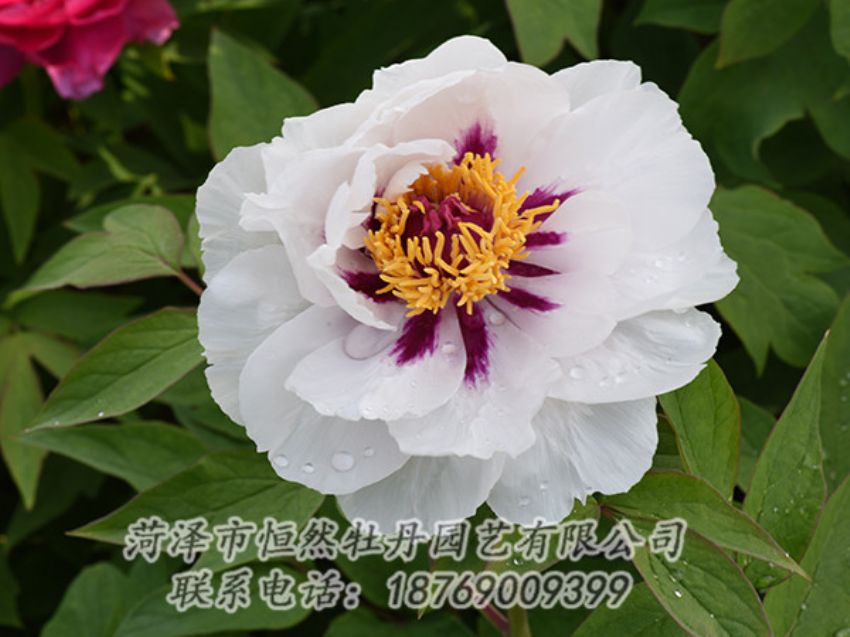 點(diǎn)擊查看詳細(xì)信息<br>標(biāo)題：白色牡丹 閱讀次數(shù)：1251