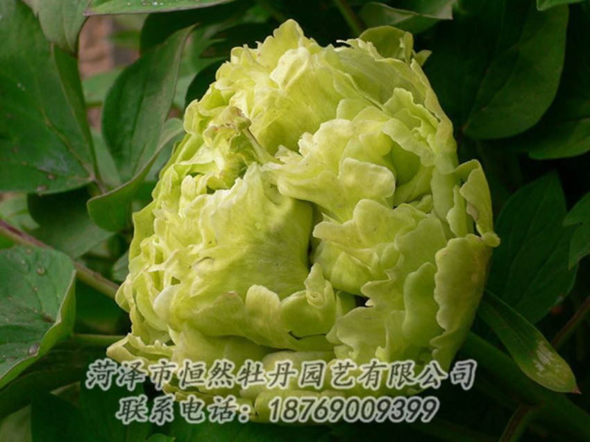 點(diǎn)擊查看詳細(xì)信息<br>標(biāo)題：綠色牡丹 閱讀次數(shù)：1289