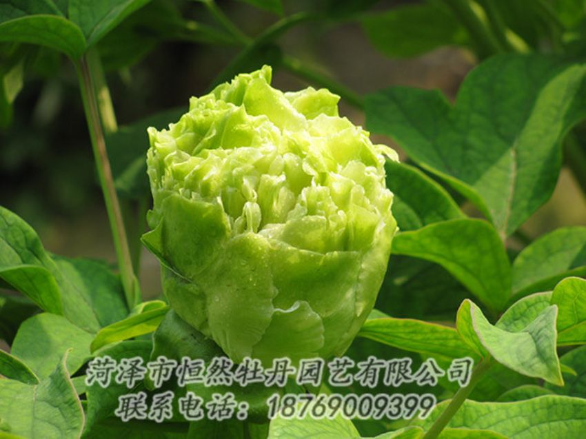 點(diǎn)擊查看詳細(xì)信息<br>標(biāo)題：綠色牡丹 閱讀次數(shù)：1327