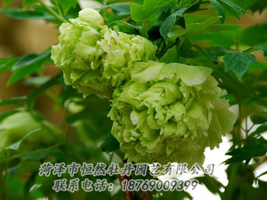 點(diǎn)擊查看詳細(xì)信息<br>標(biāo)題：綠色牡丹 閱讀次數(shù)：1305