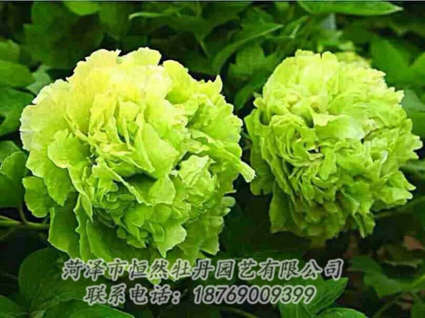 點(diǎn)擊查看詳細(xì)信息<br>標(biāo)題：綠色牡丹 閱讀次數(shù)：1406