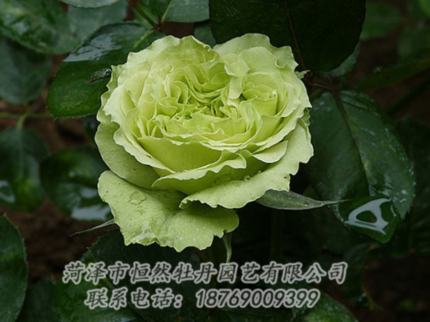 點(diǎn)擊查看詳細(xì)信息<br>標(biāo)題：綠色牡丹 閱讀次數(shù)：1326