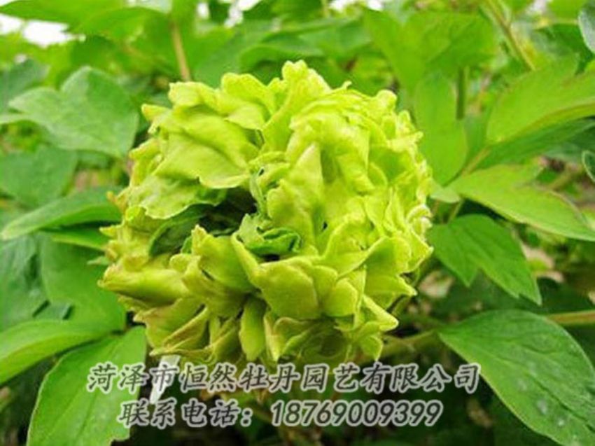 點(diǎn)擊查看詳細(xì)信息<br>標(biāo)題：綠色牡丹 閱讀次數(shù)：1330