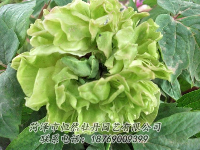 點(diǎn)擊查看詳細(xì)信息<br>標(biāo)題：綠色牡丹 閱讀次數(shù)：1414
