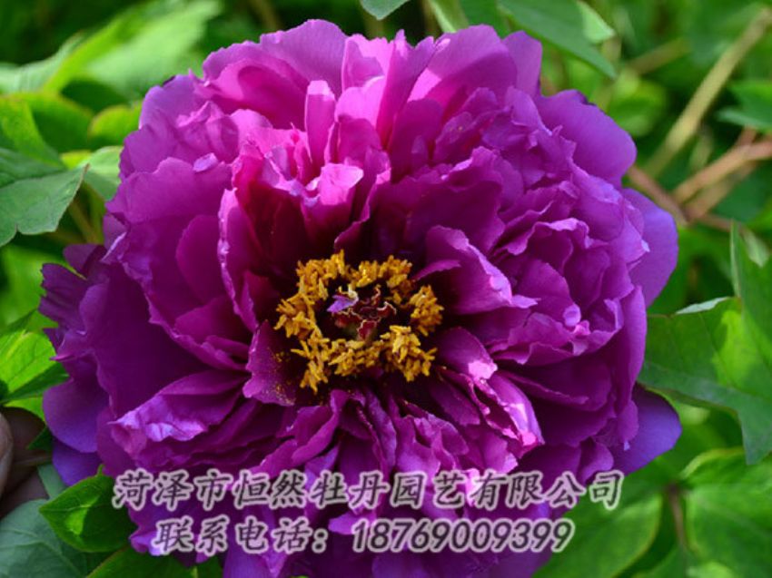 點擊查看詳細信息<br>標題：紫色牡丹 閱讀次數(shù)：1505