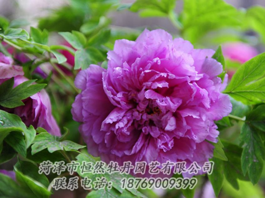 點擊查看詳細信息<br>標題：紫色牡丹 閱讀次數(shù)：1455