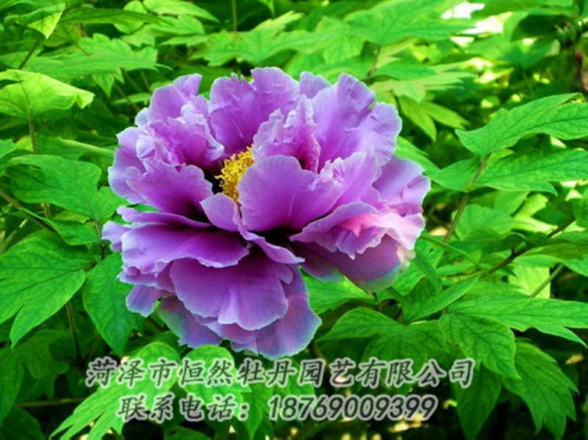 點擊查看詳細信息<br>標題：紫色牡丹 閱讀次數(shù)：1397