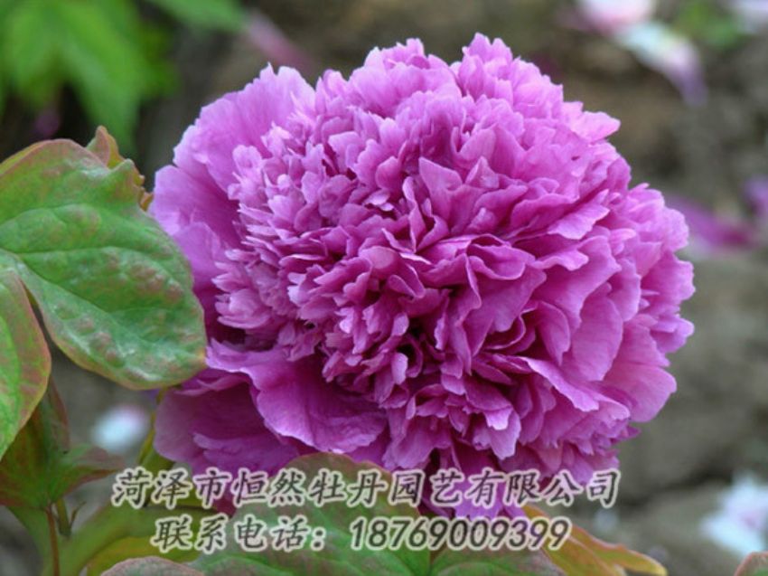 點擊查看詳細信息<br>標題：紫色牡丹 閱讀次數(shù)：1860