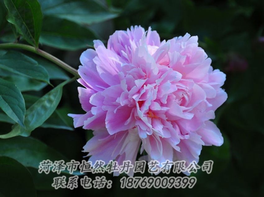 點擊查看詳細信息<br>標題：紫色牡丹 閱讀次數(shù)：1877