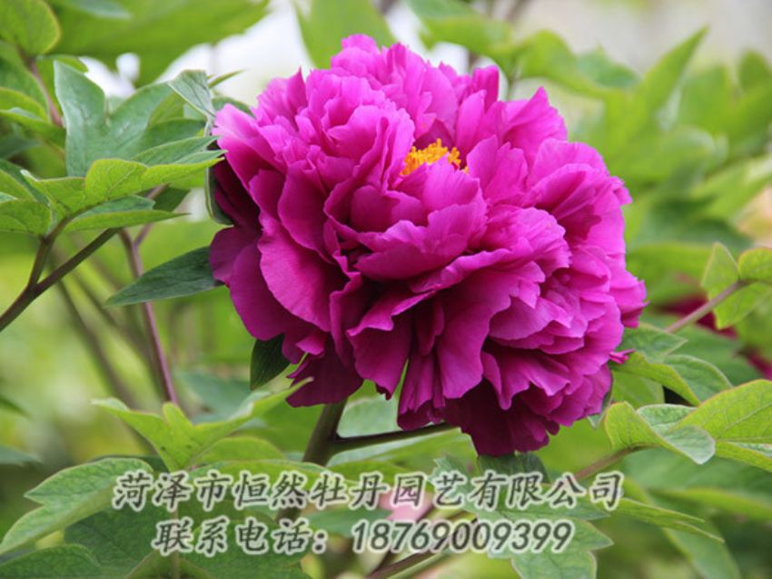 點擊查看詳細信息<br>標題：紫色牡丹 閱讀次數(shù)：1941