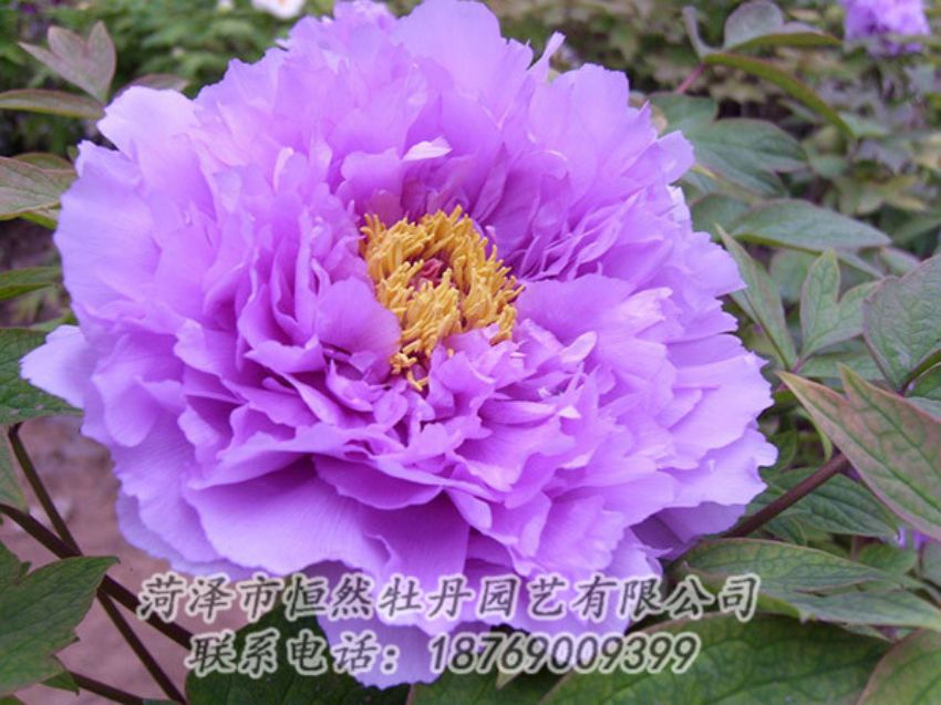點擊查看詳細信息<br>標題：紫色牡丹 閱讀次數(shù)：1956