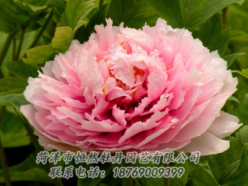 點擊查看詳細(xì)信息<br>標(biāo)題：粉色牡丹 閱讀次數(shù)：2042