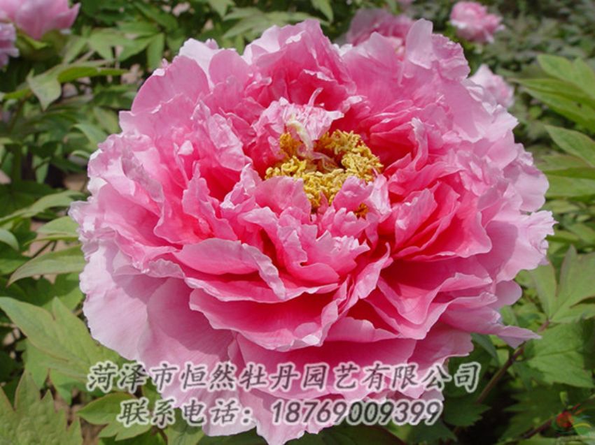 點擊查看詳細(xì)信息<br>標(biāo)題：粉色牡丹 閱讀次數(shù)：2010