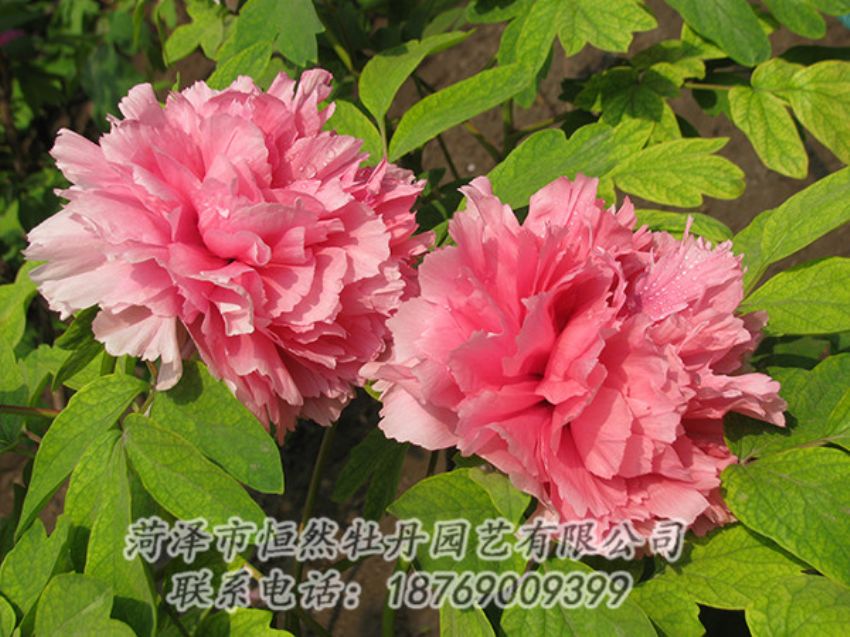 點擊查看詳細(xì)信息<br>標(biāo)題：粉色牡丹 閱讀次數(shù)：1871