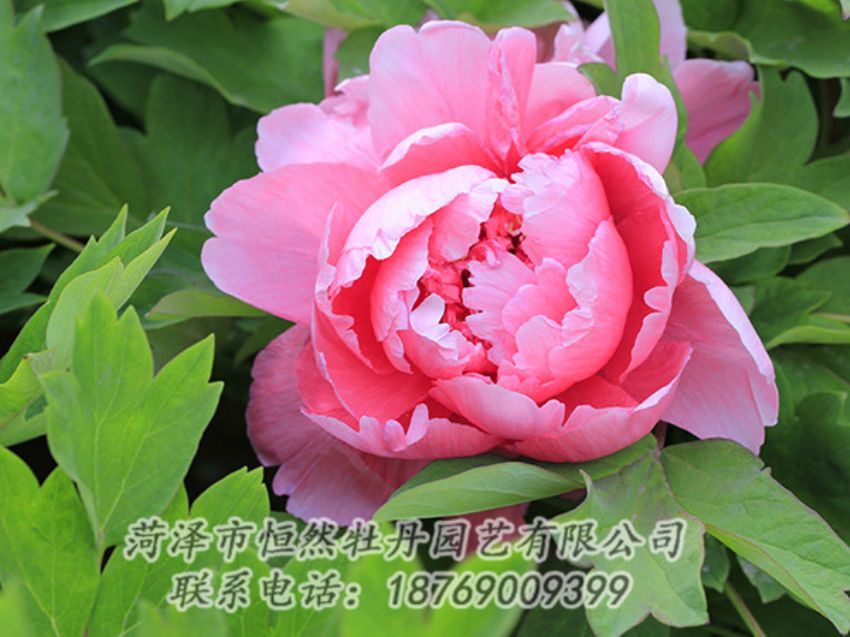 點擊查看詳細(xì)信息<br>標(biāo)題：粉色牡丹 閱讀次數(shù)：1830