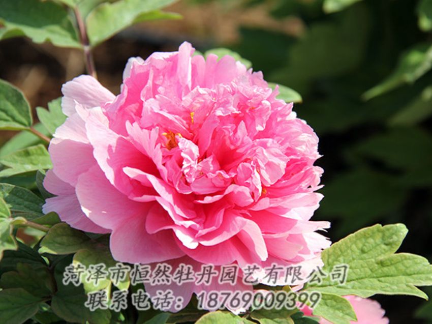 點擊查看詳細(xì)信息<br>標(biāo)題：粉色牡丹 閱讀次數(shù)：1863