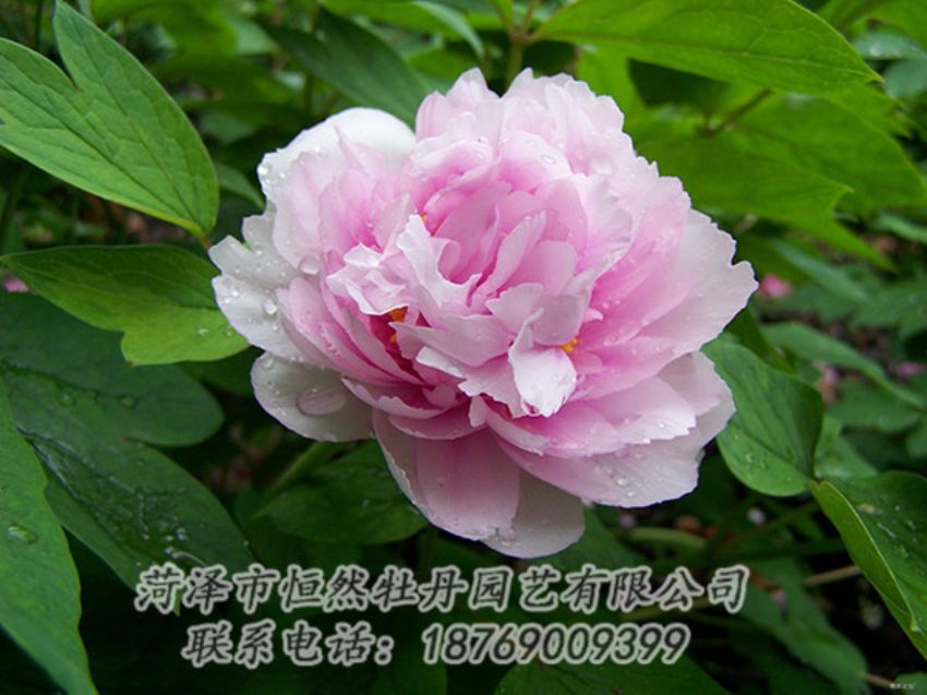 點(diǎn)擊查看詳細(xì)信息<br>標(biāo)題：粉色牡丹 閱讀次數(shù)：1985