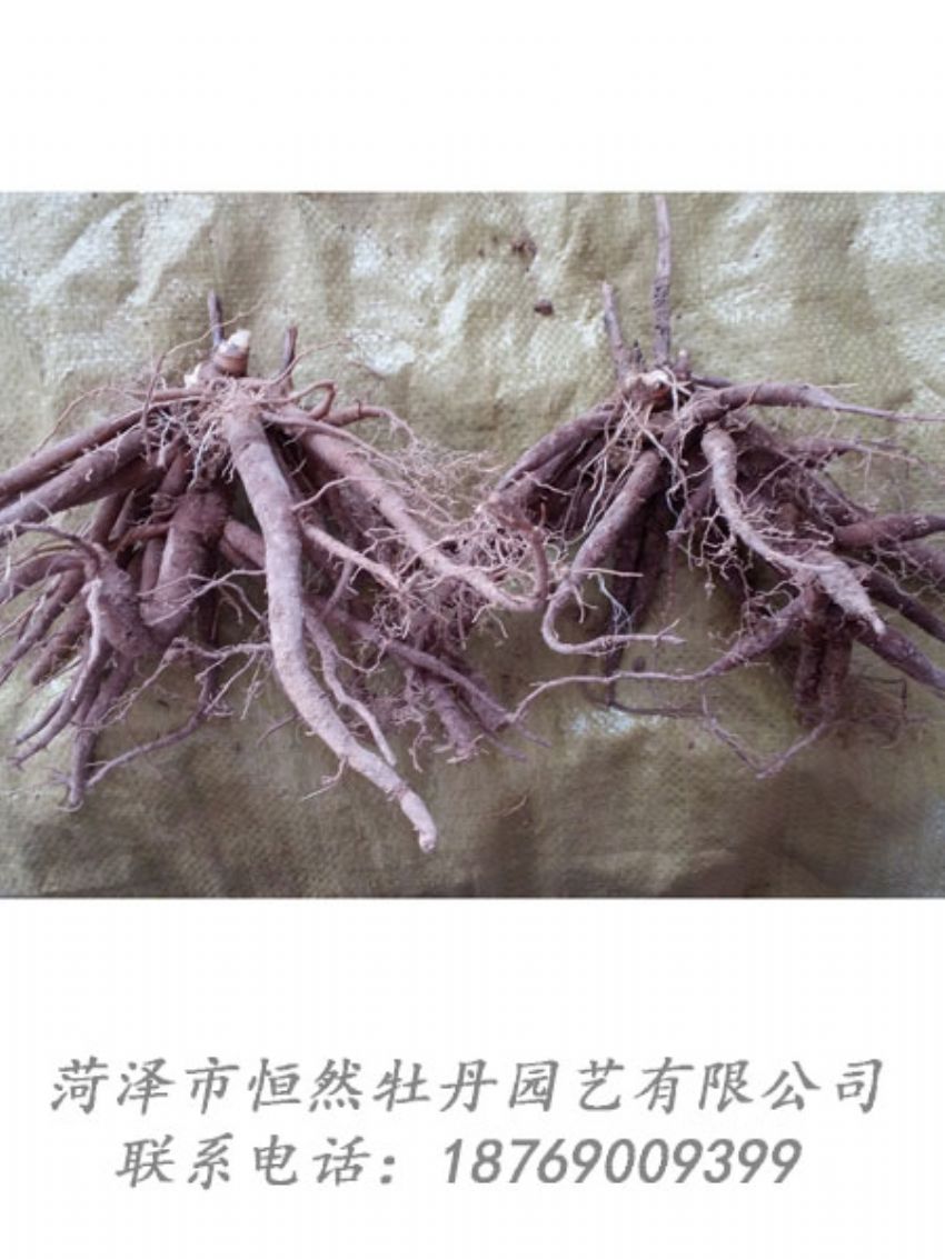 點(diǎn)擊查看詳細(xì)信息<br>標(biāo)題：二年芍藥苗 閱讀次數(shù)：2071