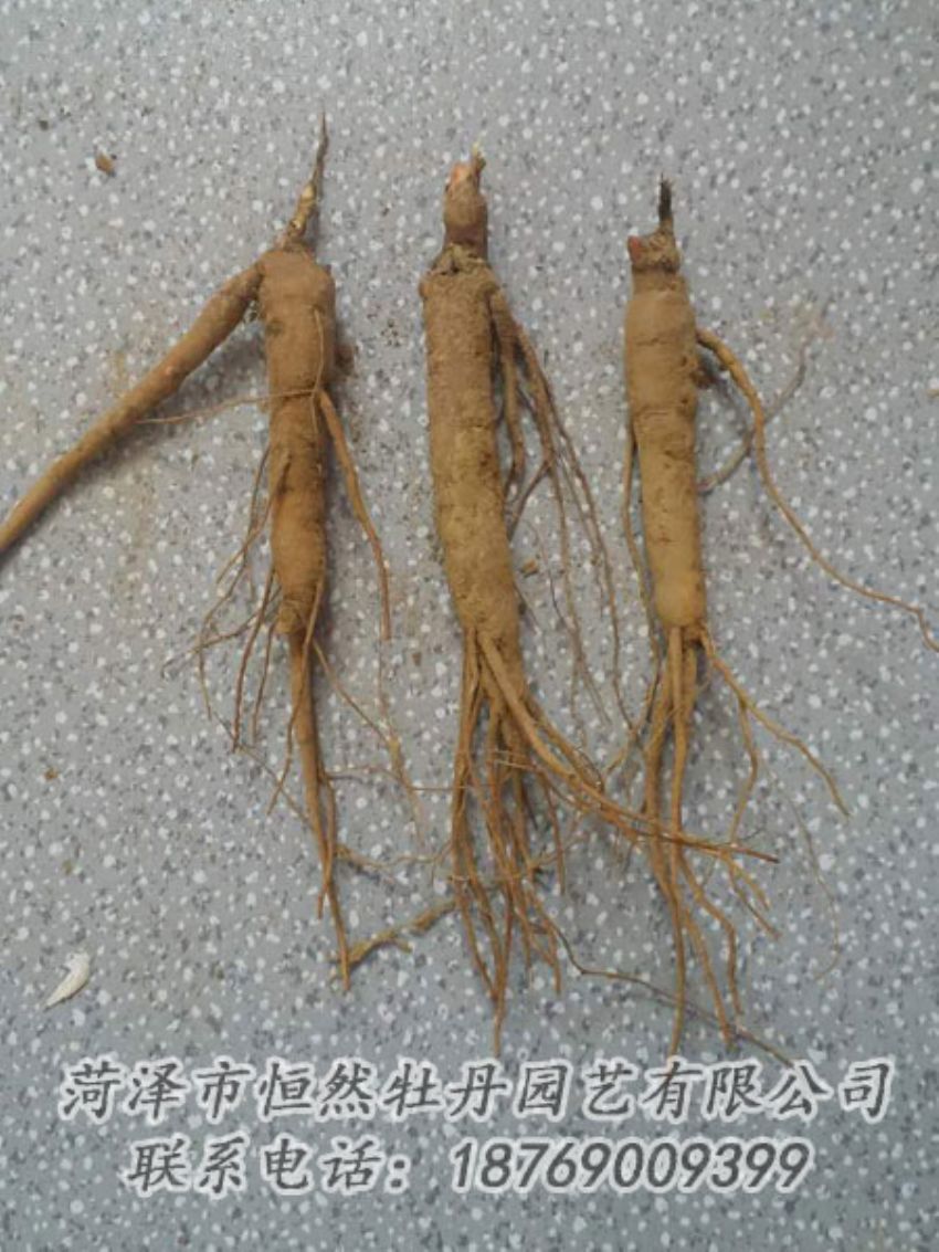 點(diǎn)擊查看詳細(xì)信息<br>標(biāo)題：芍藥苗 閱讀次數(shù)：2192