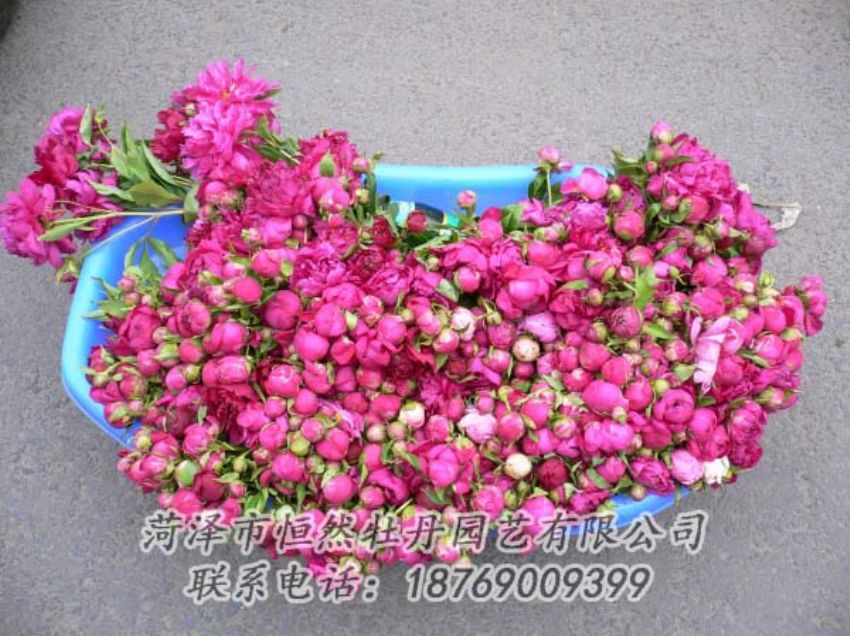 點擊查看詳細信息<br>標(biāo)題：芍藥切花 閱讀次數(shù)：2030