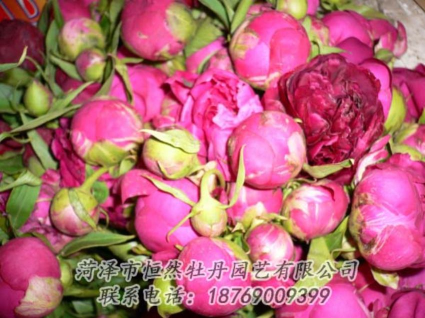點擊查看詳細信息<br>標(biāo)題：芍藥切花 閱讀次數(shù)：2041
