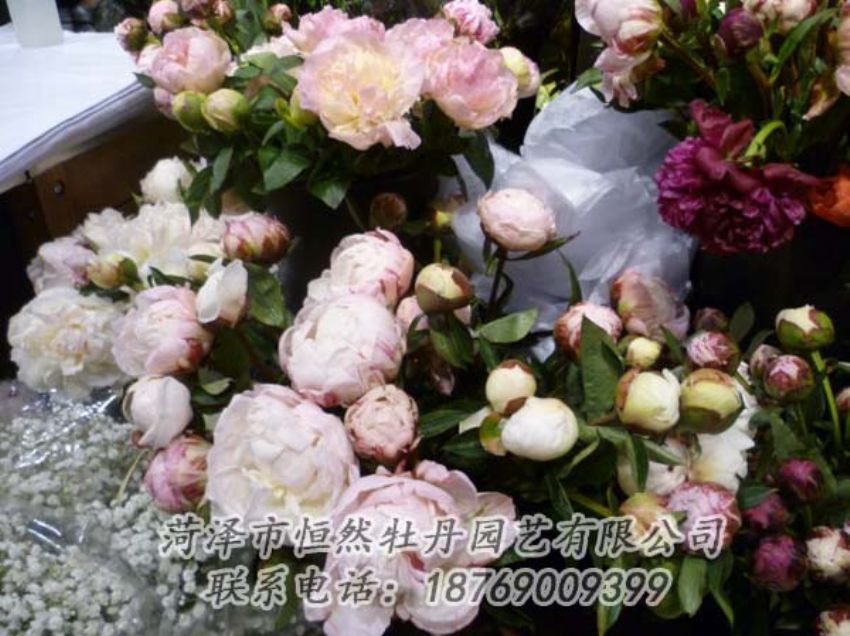點(diǎn)擊查看詳細(xì)信息<br>標(biāo)題：芍藥切花 閱讀次數(shù)：2221