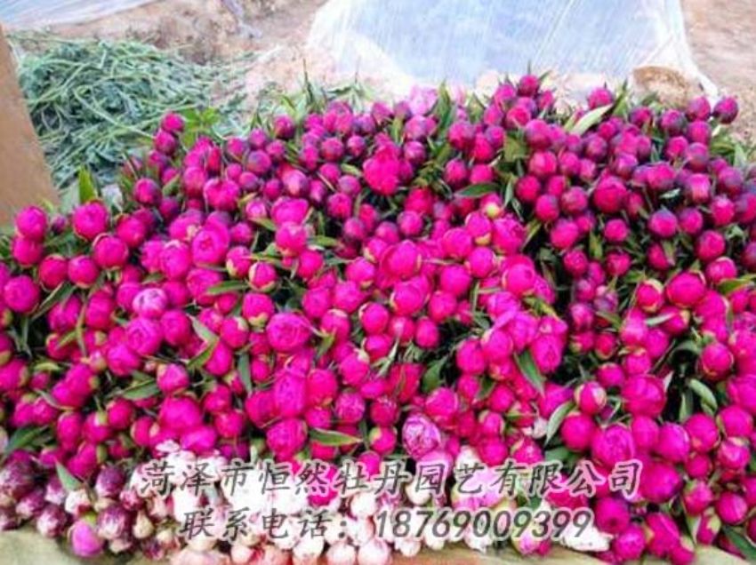 點(diǎn)擊查看詳細(xì)信息<br>標(biāo)題：芍藥切花 閱讀次數(shù)：2195