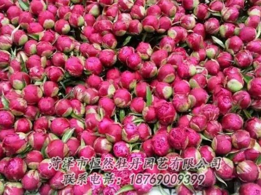 點(diǎn)擊查看詳細(xì)信息<br>標(biāo)題：芍藥切花 閱讀次數(shù)：2261
