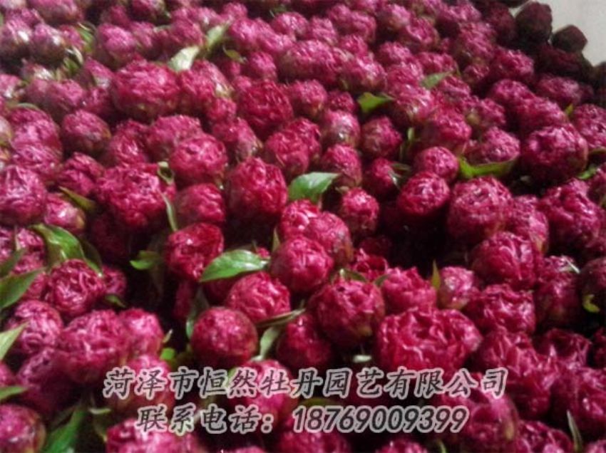 點(diǎn)擊查看詳細(xì)信息<br>標(biāo)題：芍藥切花 閱讀次數(shù)：2097